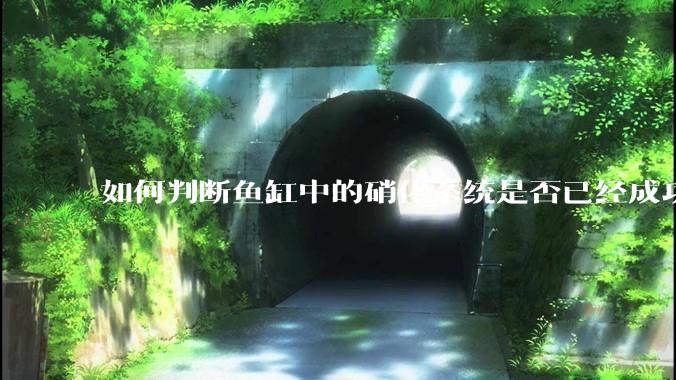 如何判断鱼缸中的硝化系统是否已经成功建立？
